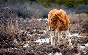 brown calf on grass fields