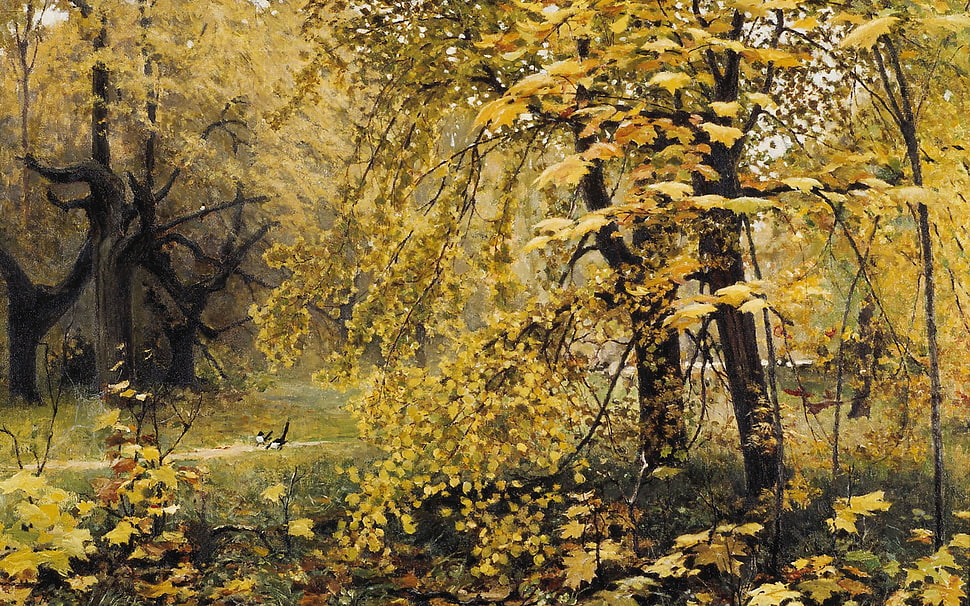 yellow leafed tree, forest HD wallpaper