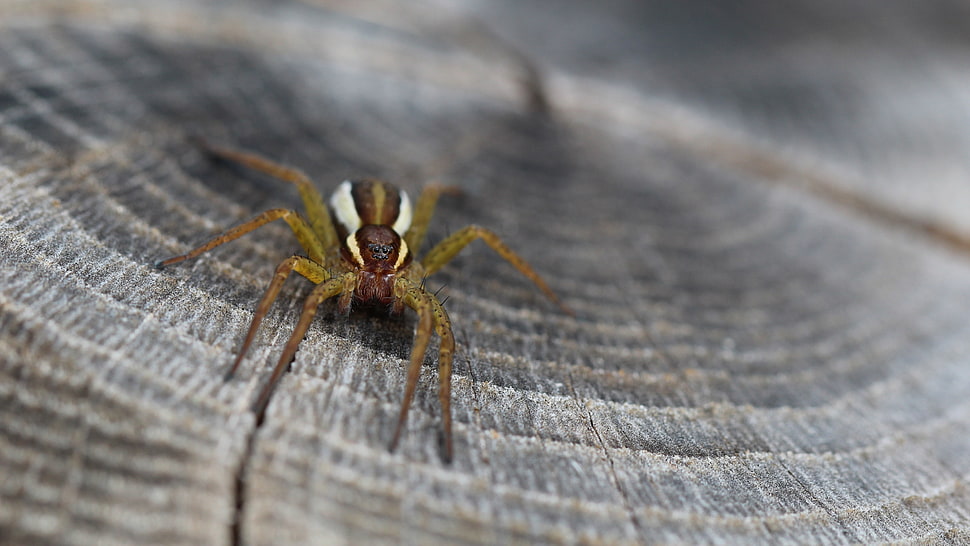 brown and white spider, spider, animals, insect, closeup HD wallpaper