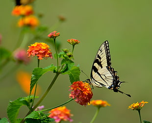 black and beige swallowtail butterfly on top of orange flower