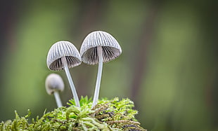 two grey mushrooms in micro photography