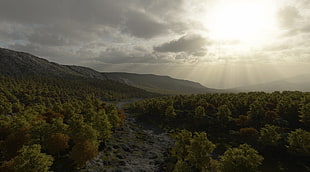green trees on forest during sunrise