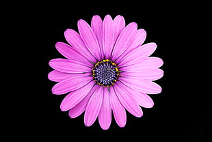 pink daisy flower, Margarita, Daisy flower, Purple