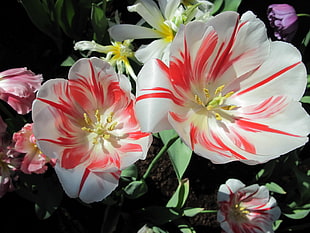 two white-and-pink Tulip flower