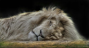 Photo of Lion sleeping