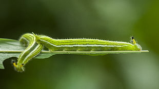 selective focused on a two green caterpillar HD wallpaper