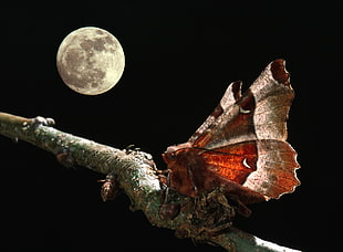 Cecrophia moth on a tree branch during night time HD wallpaper