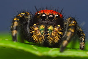 macro photo of brown jumping spider