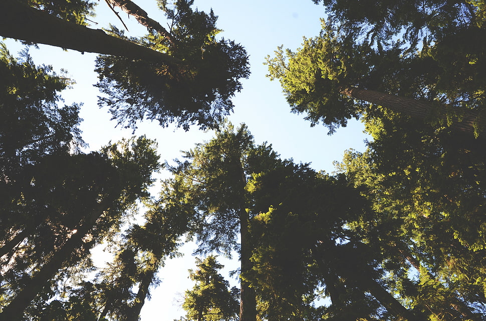 green leafed trees, nature, trees, sky, forest HD wallpaper