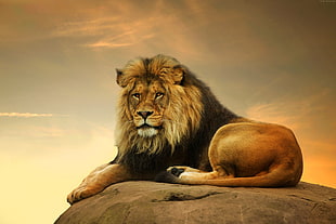 brown lion lying down on rock during golden hour HD wallpaper