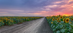 timelapse photography of gray road between sunflower field under gray clouds HD wallpaper