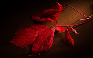 red leaf, leaves
