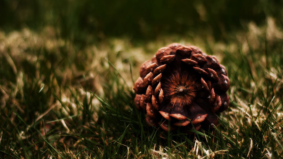 green leafed grass, pine cones, grass, nature, macro HD wallpaper