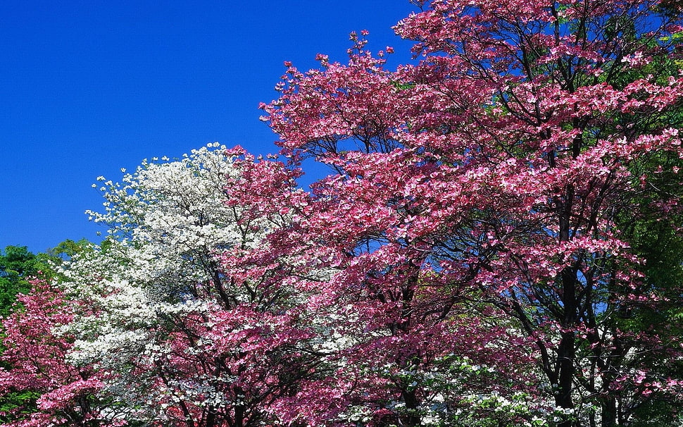 pink and white cherry blossoms at daytime HD wallpaper