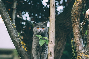 gray short-coat cat, Kitten, British, Cat
