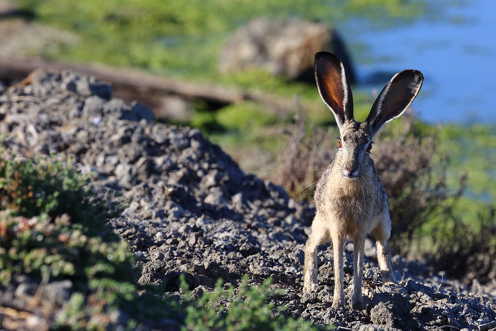 brown Kangaroo on gray sand during daytime HD wallpaper