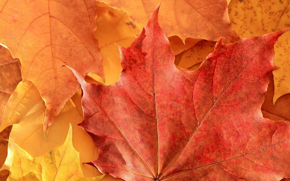 red maple leaves HD wallpaper