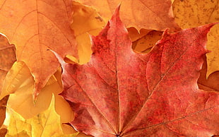 red maple leaves