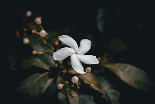 white flower, Flower, Bud, White