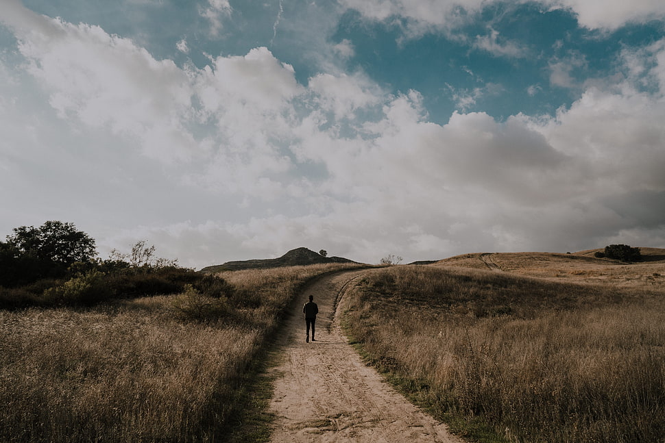 brown field HD wallpaper