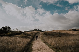 brown field HD wallpaper