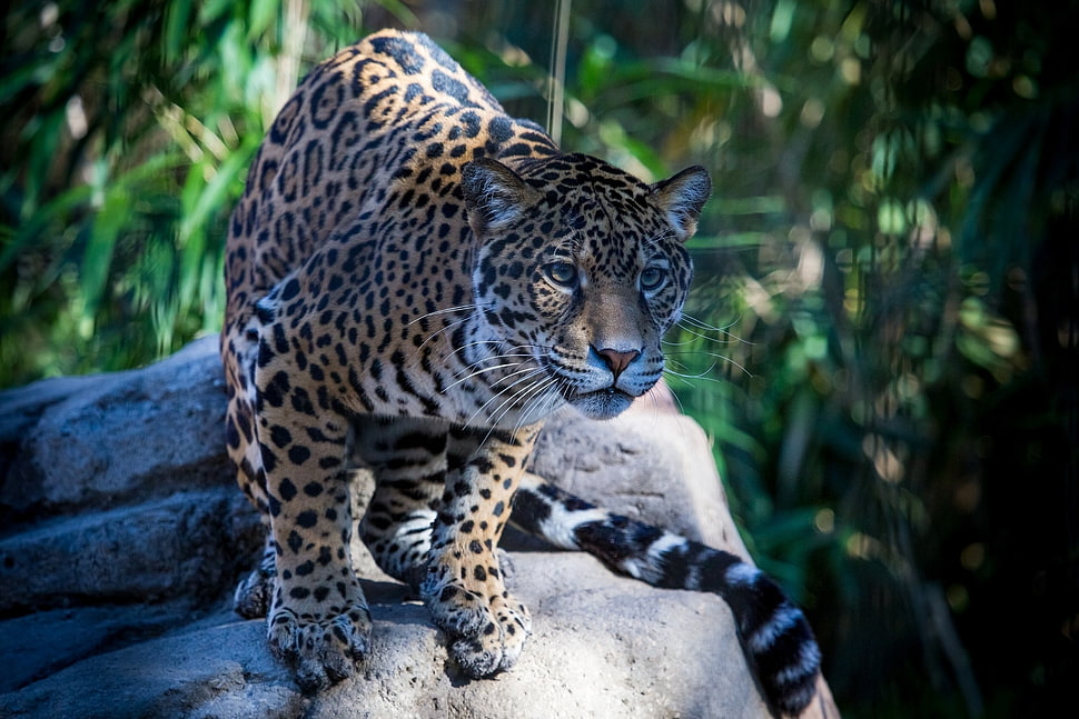 Leopard photo HD wallpaper