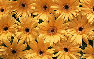 yellow daisy flowers