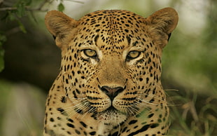 shallow focus photography of brown cheetah