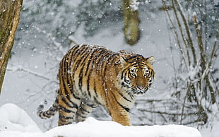 Tiger walking on snow field
