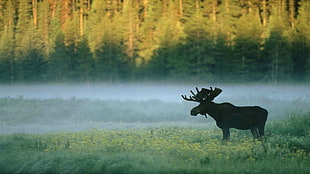 black moose, forest, moose, nature, animals HD wallpaper