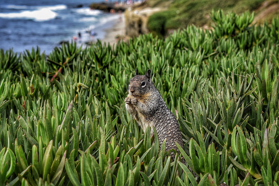 gray squirrel, Squirrel, Rodent, Grass HD wallpaper