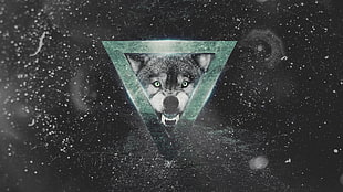 Siberian husky wallpaper, wolf HD wallpaper