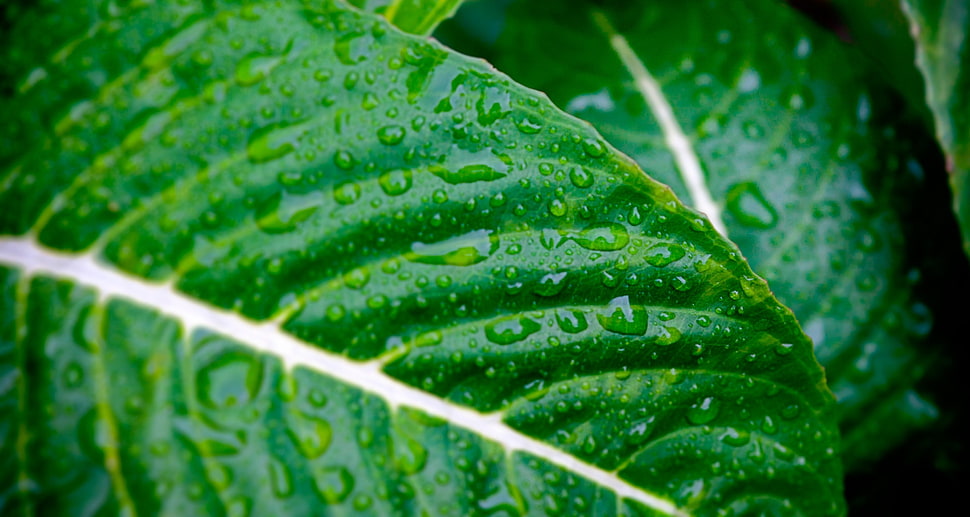 green leaf close up photograpy HD wallpaper