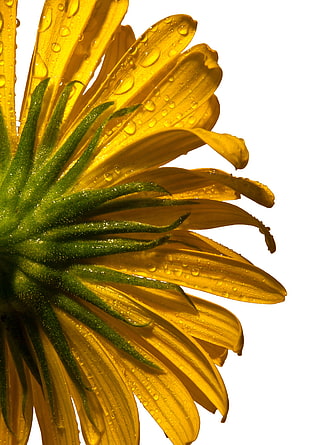 yellow Sunflower flower in bloom with dew macro-photo HD wallpaper
