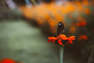 black and blue butterfly perched on orange petaled flower selective focus photography