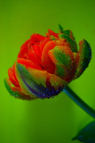 closeup photo of red and green rose with water dews photography HD wallpaper