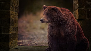 brown bear, bears, animals