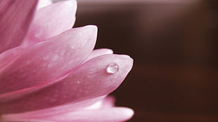 dewdrop on pink flower petal