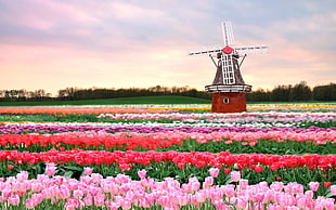 red windmill in field of Tulip flowers at daytime