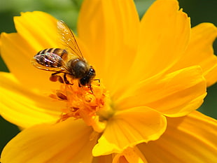 bee on flower petal in auto focus photography