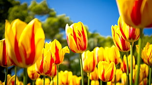 shallow focus photography of tulips flowers