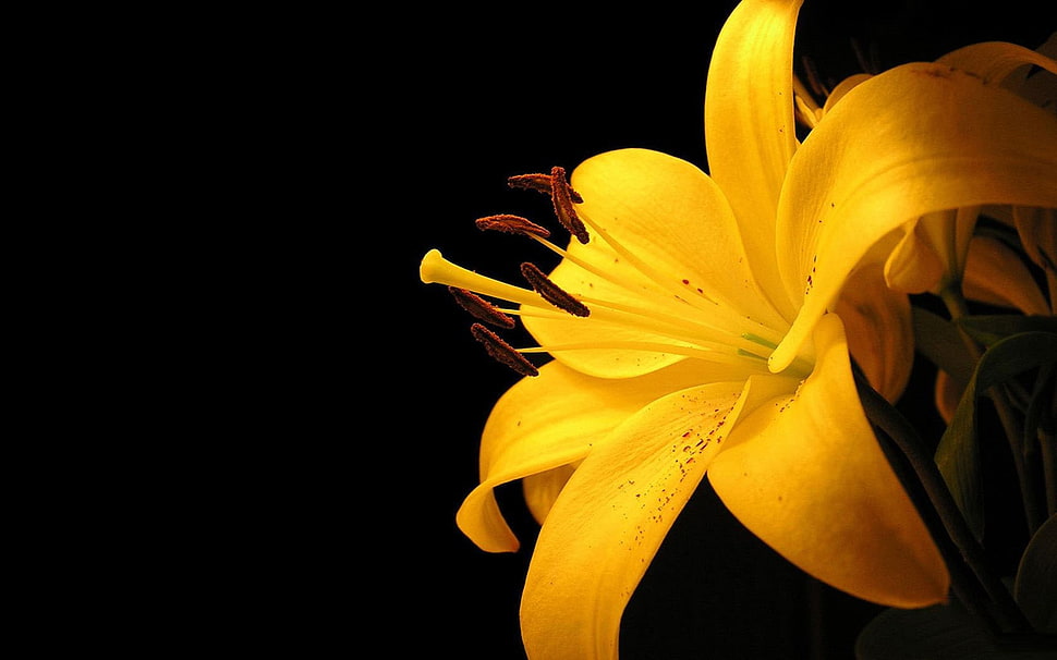 yellow flower HD wallpaper