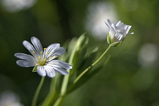 depth of field photography of two white petaled flowers