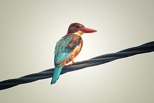 blue-winged kingfisher, Kingfisher, Bird, Colorful HD wallpaper