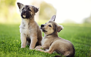 two beige-and-black puppies on grass field