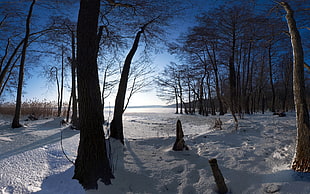 green leaf trees during sunrise