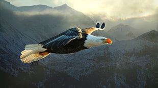 black and white American eagle, animals, nature, eagle, bald eagle