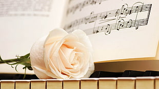 Rose,  Music,  Petals HD wallpaper