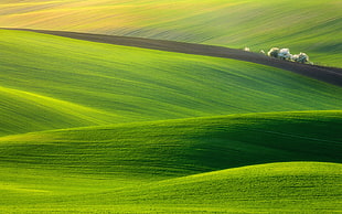 green grass field, nature, landscape, field HD wallpaper