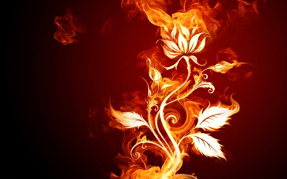 black, red, and orange flower digital wallpaper HD wallpaper